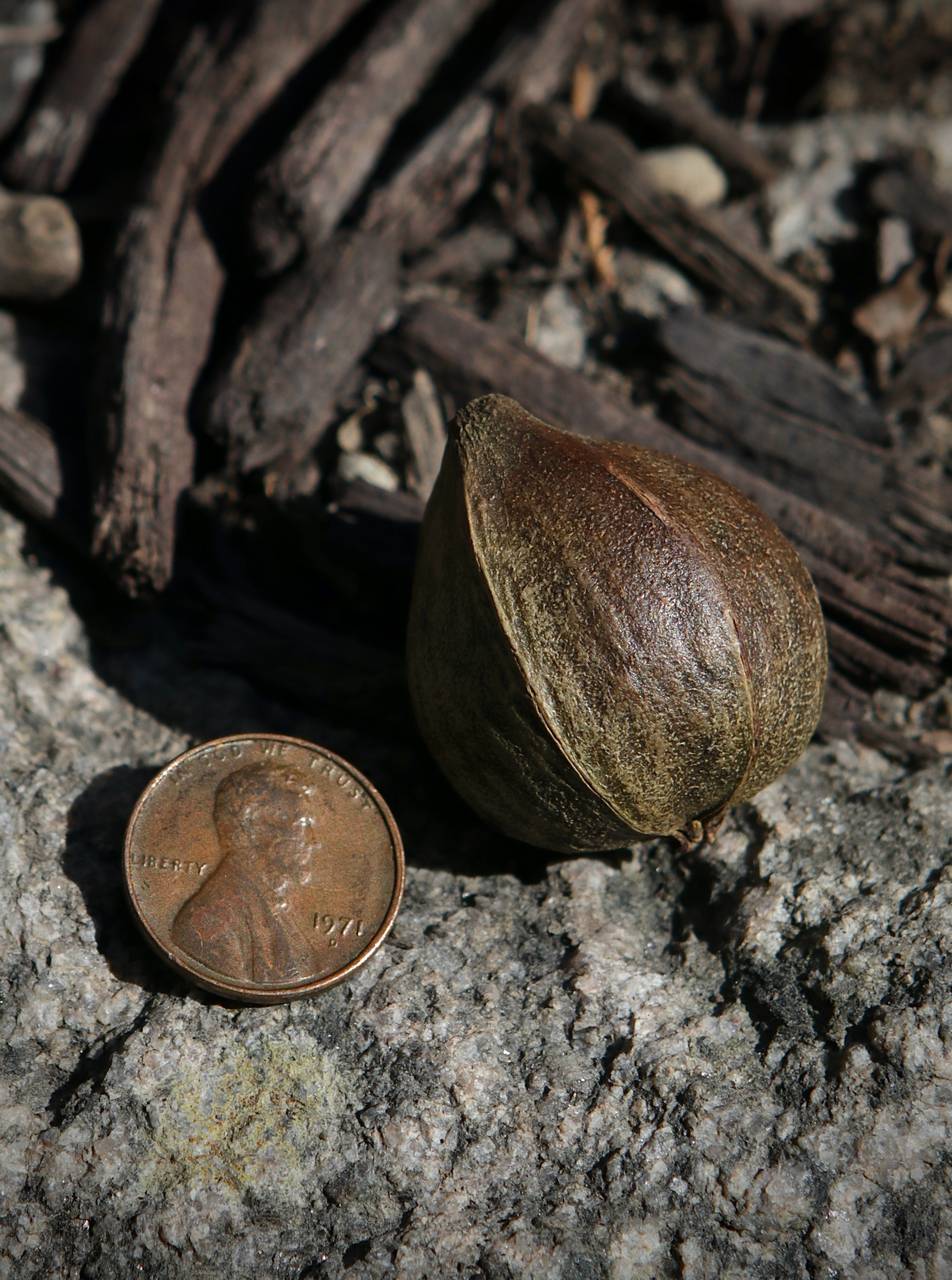 Photo of Laney's Hickory